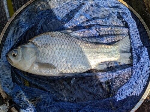 ヘラブナの釣果