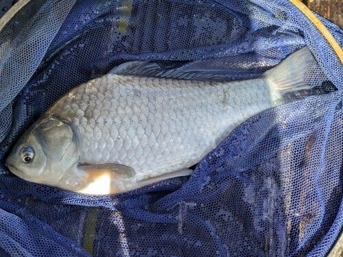 ヘラブナの釣果