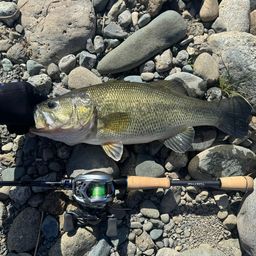 ラージマウスバス