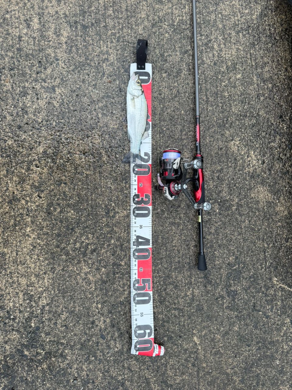 DAIWA 20月下美人 アジング 68L-Sの最安値・インプレ・釣果 | 本音の