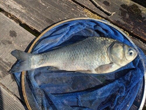 ヘラブナの釣果