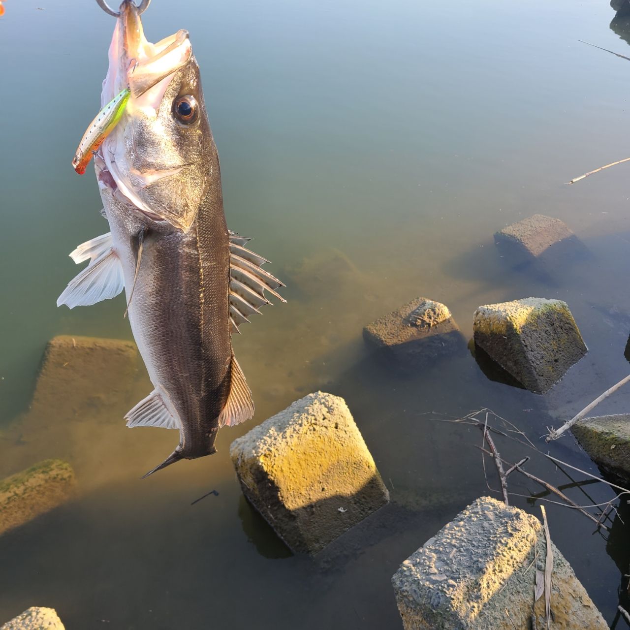 APIA フージン' Z TESTAMATTA 88MHの最安値・インプレ・釣果