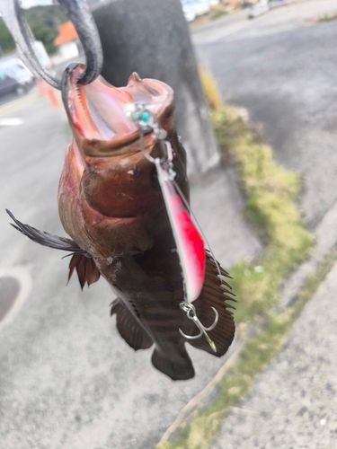 ヤミハタの釣果