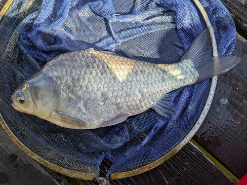 ヘラブナの釣果