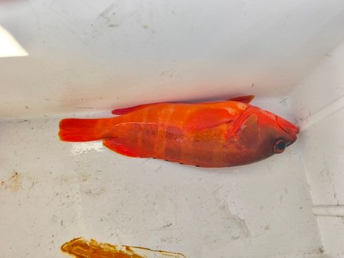 アカハタの釣果