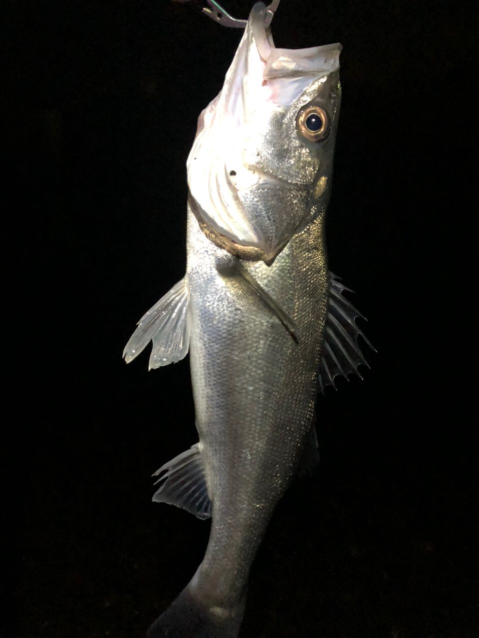 SHIMANO 19ヴァンキッシュ 4000XGの最安値・インプレ・釣果 | 本音の