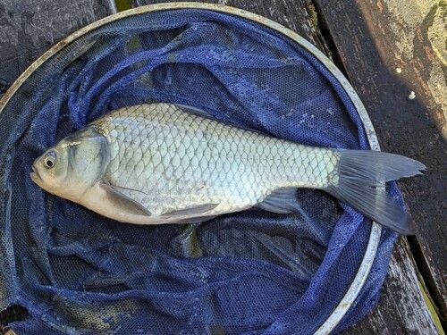 ヘラブナの釣果