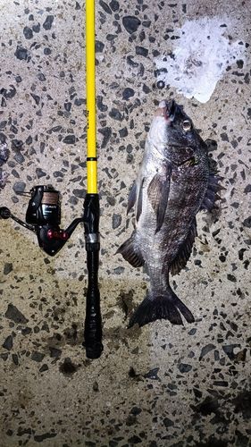 チヌの釣果