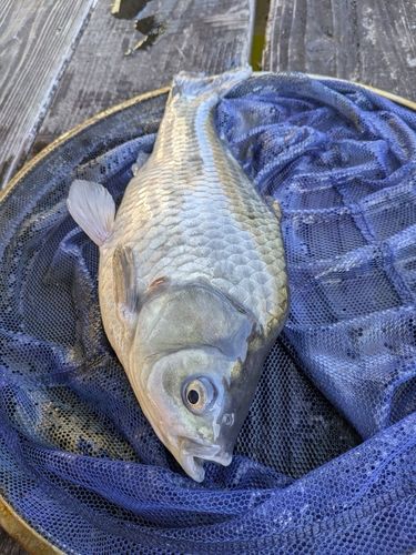 ヘラブナの釣果