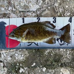 スモールマウスバス