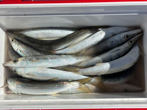 アカカマスの釣果