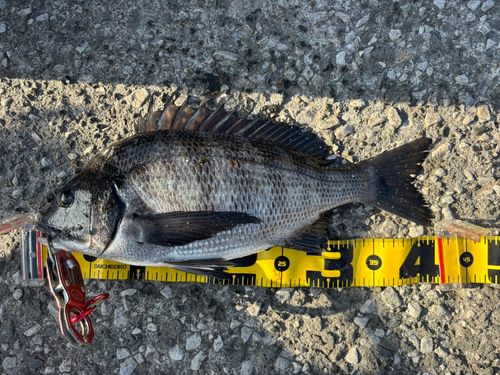 クロダイの釣果