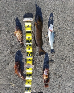 アイナメの釣果