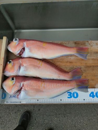 アカアマダイの釣果