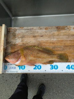 キジハタの釣果