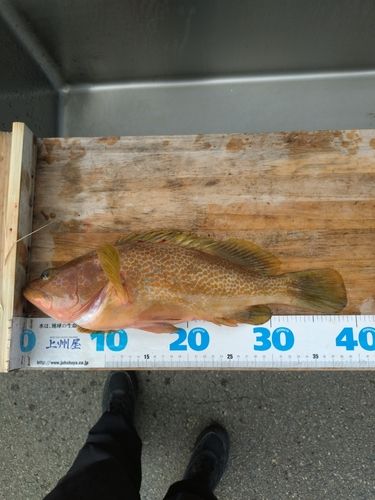 キジハタの釣果