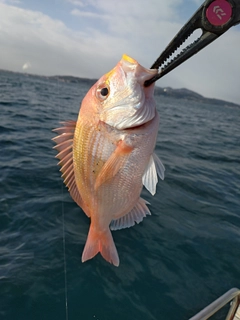 レンコダイの釣果
