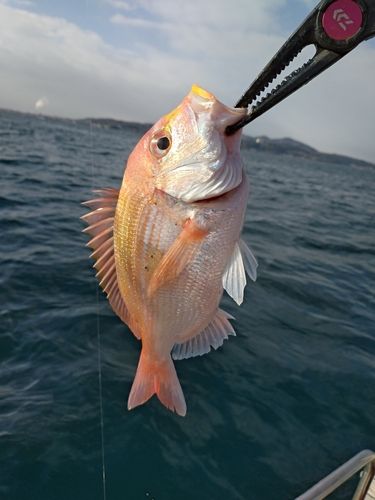 レンコダイの釣果