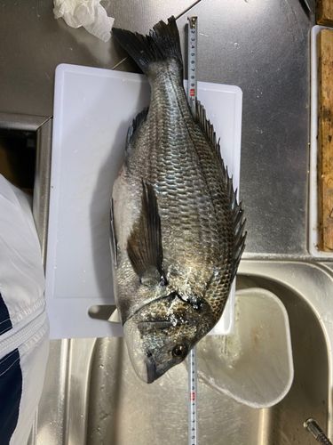 チヌの釣果