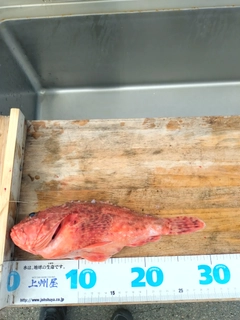 オニカサゴの釣果