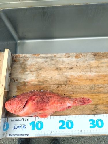 オニカサゴの釣果