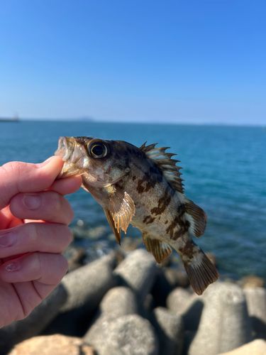 シロメバルの釣果