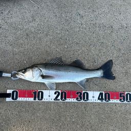 フッコ（マルスズキ）