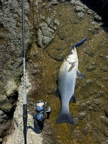 ヒラスズキの釣果