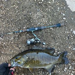 スモールマウスバス