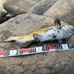 アメリカナマズ