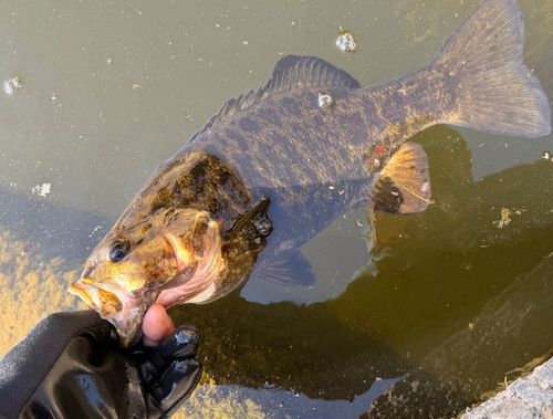 スモールマウスバスの釣果