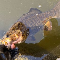 スモールマウスバス