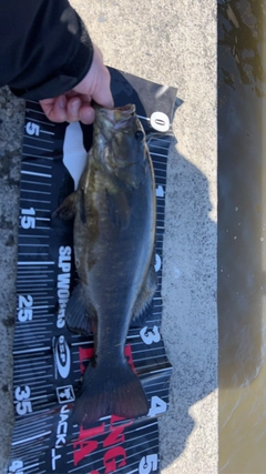 スモールマウスバスの釣果