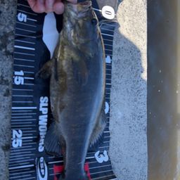 スモールマウスバス