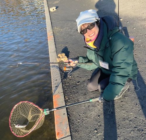 ニジマスの釣果