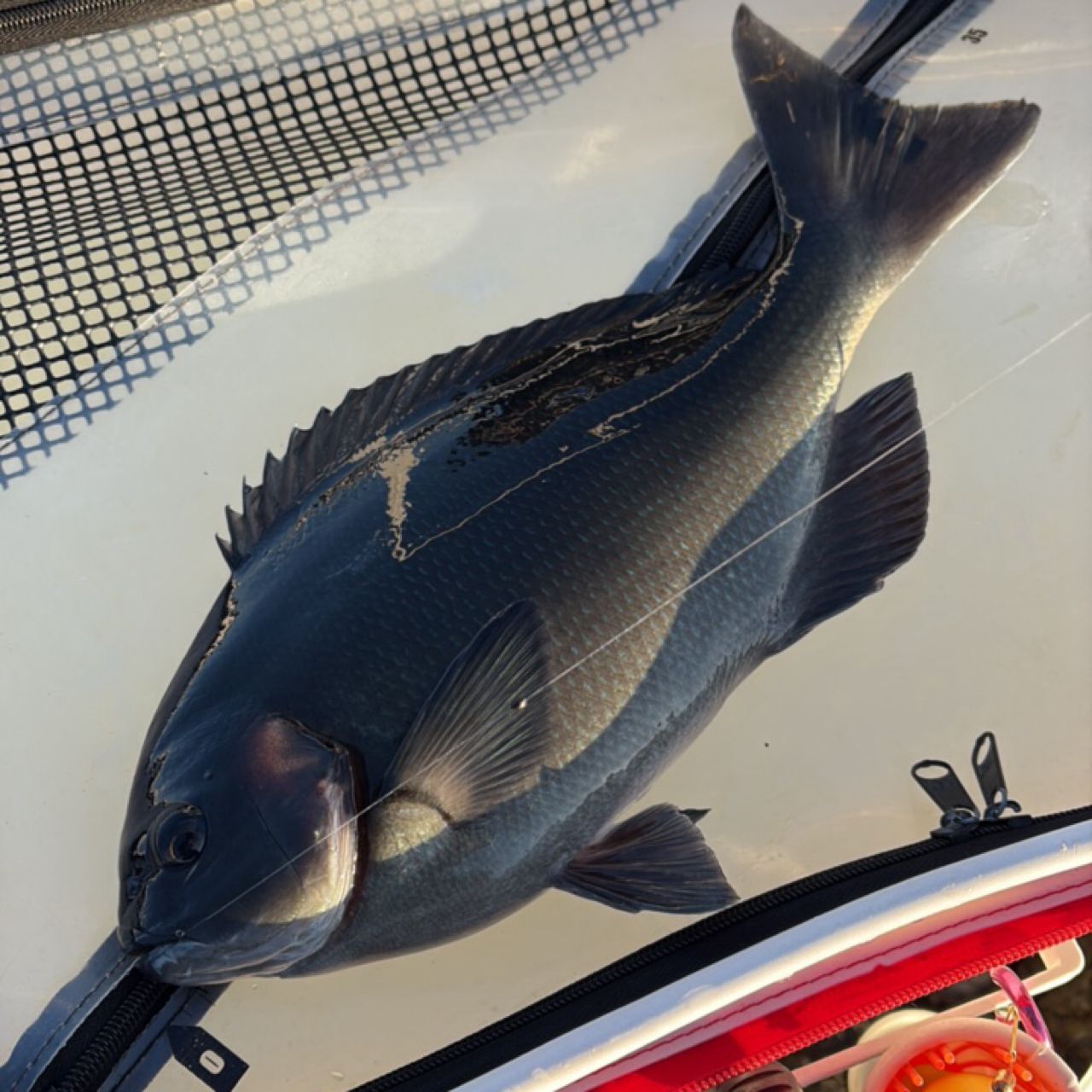 DAIWA 19制覇 エアマスター AGS 1.25-52SMTの最安値・インプレ・釣果
