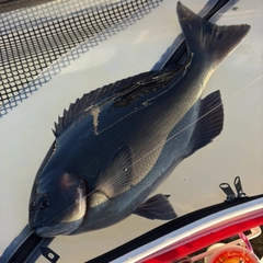 クチブトグレの釣果