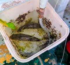ショウサイフグの釣果