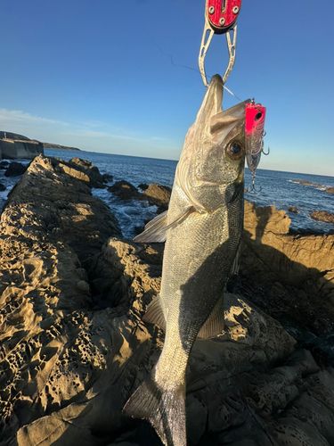 セイゴ（ヒラスズキ）の釣果