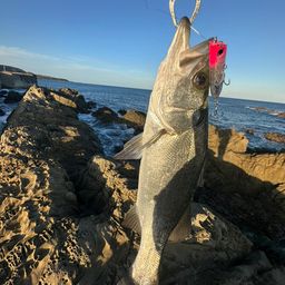 セイゴ（ヒラスズキ）