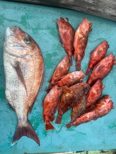 マダイの釣果