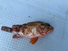 アラカブの釣果