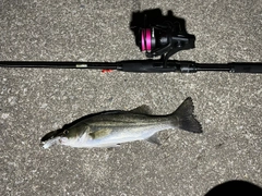 セイゴ（マルスズキ）の釣果