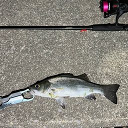 セイゴ（ヒラスズキ）