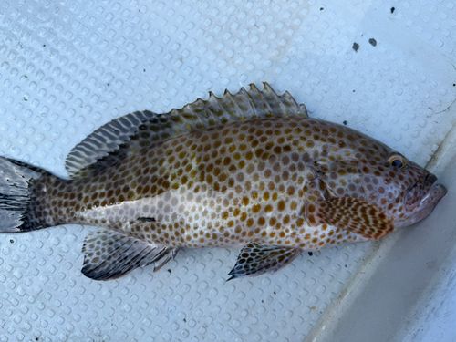 オオモンハタの釣果