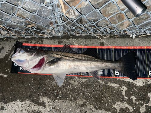 シーバスの釣果