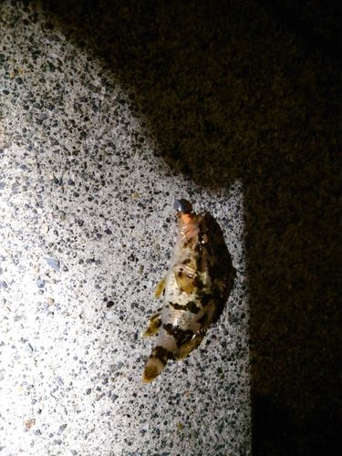 タケノコメバルの釣果