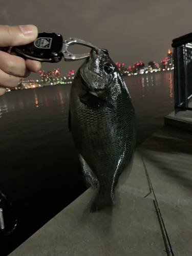 メジナの釣果