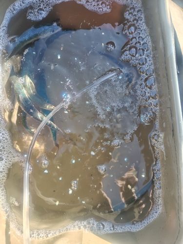 マイワシの釣果