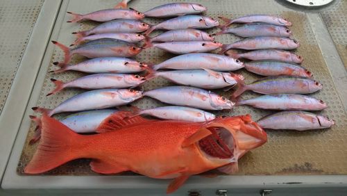 グルクンの釣果